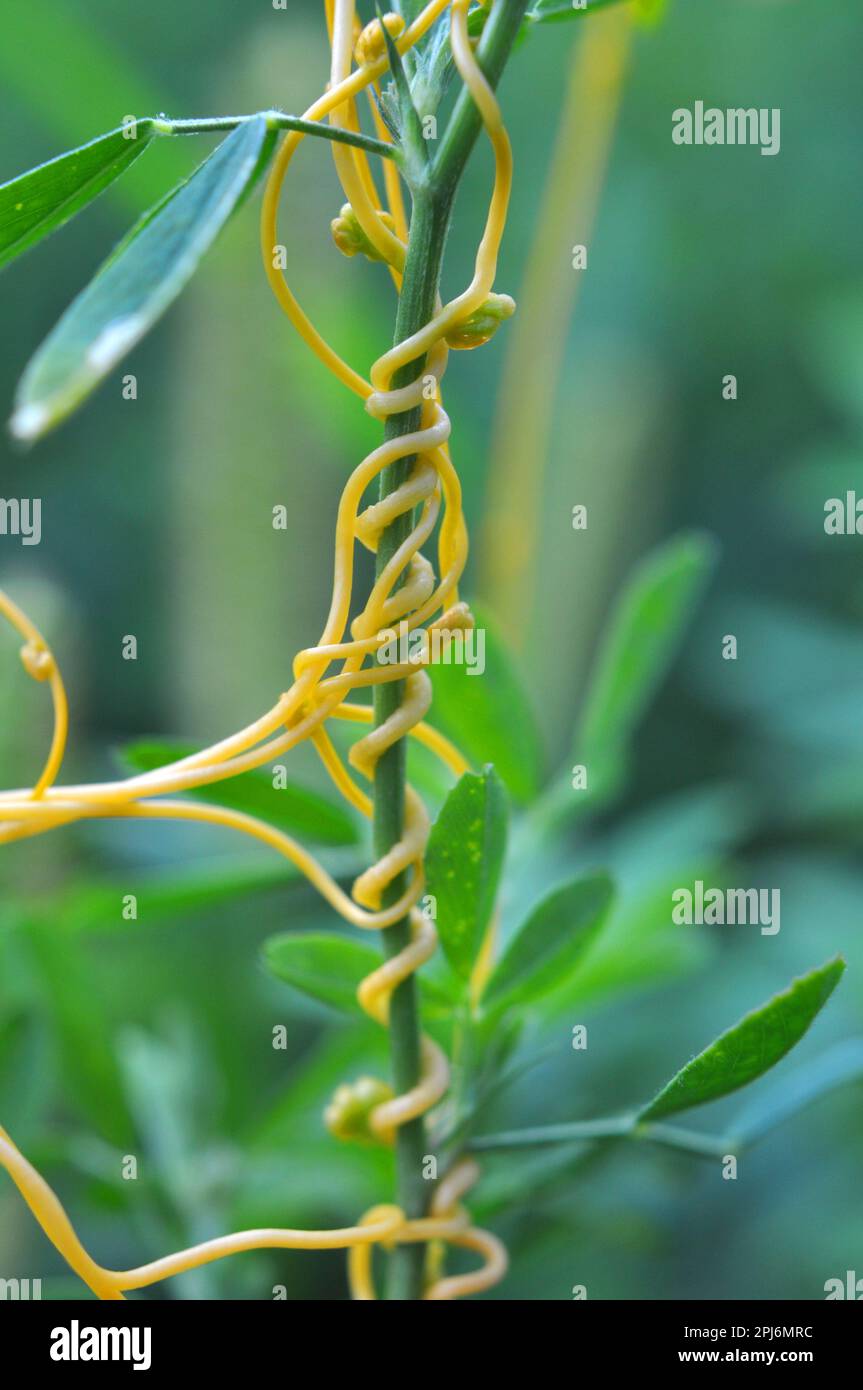 Die Parasitenpflanze cuscuta wächst auf dem Feld unter den Kulturen Stockfoto