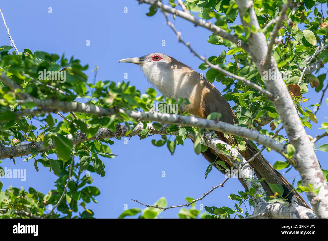 Großer Eidechsenkuckuck, Coccyzus merlini, alleinstehender Erwachsener hoch oben im Baum, Zapata, Kuba Stockfoto