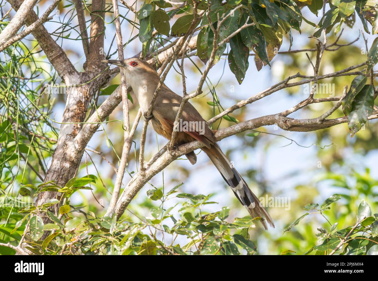 Großer Eidechsenkuckuck, Coccyzus merlini, alleinstehender Erwachsener hoch oben im Baum, Zapata, Kuba Stockfoto