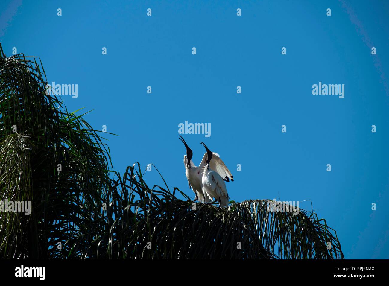 Zwei Australian White Ibis (Threskiornis molucca) an einem Baum im Featherdale Wildlife Park, New South Wales, Australien (Foto: Tara Chand Malhotra) Stockfoto