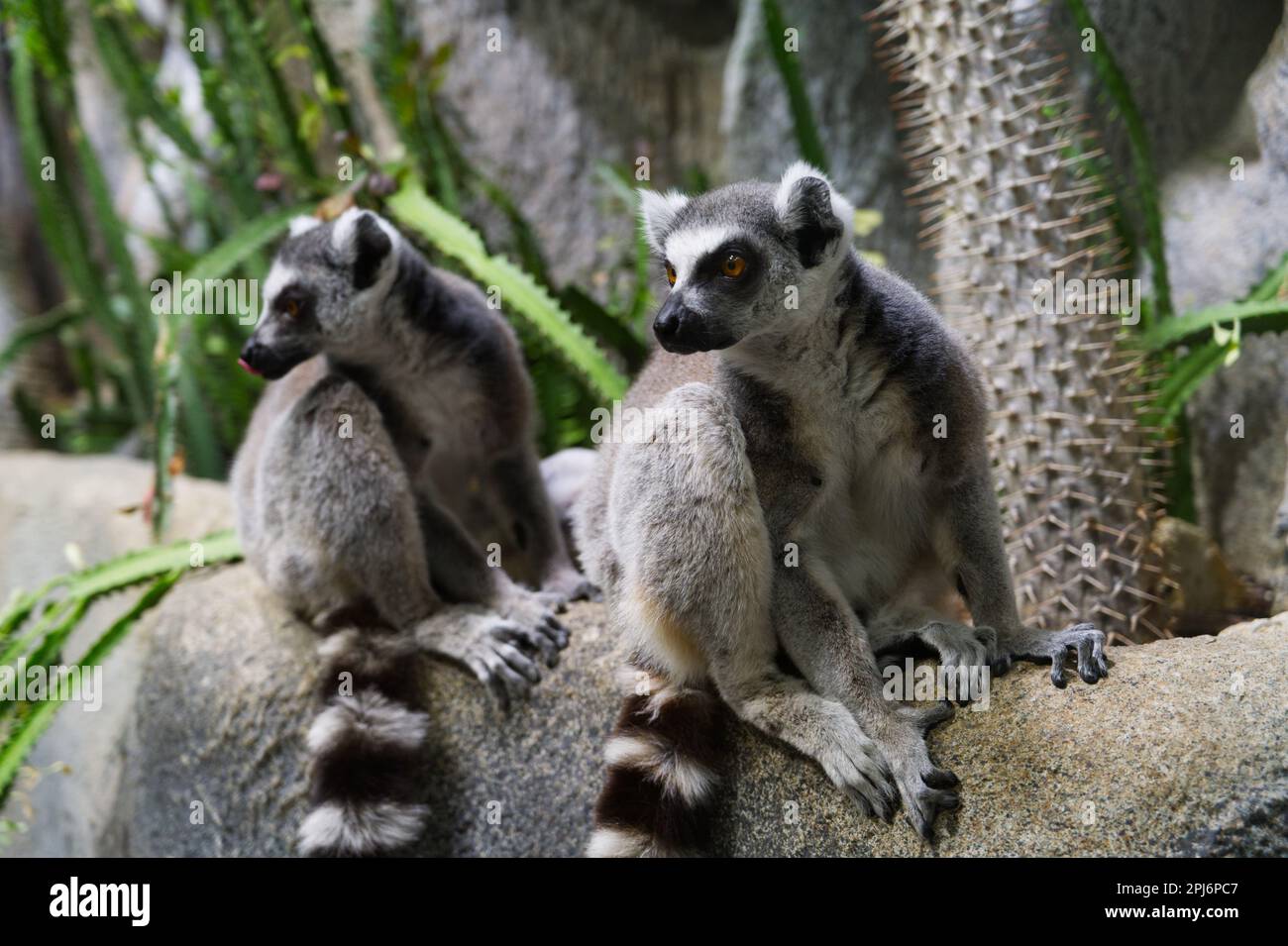 Ein Paar Lemuren aus Madagaskar, die zusammen sitzen Stockfoto