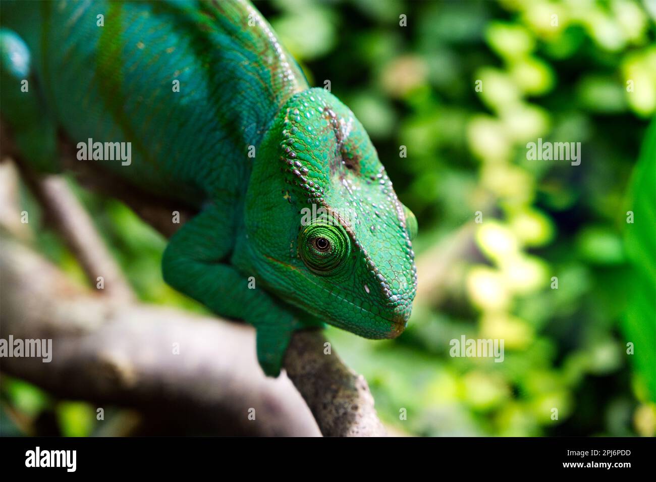 Nahaufnahme eines grünen Chamäleons auf einem Ast mit offenem Auge Stockfoto