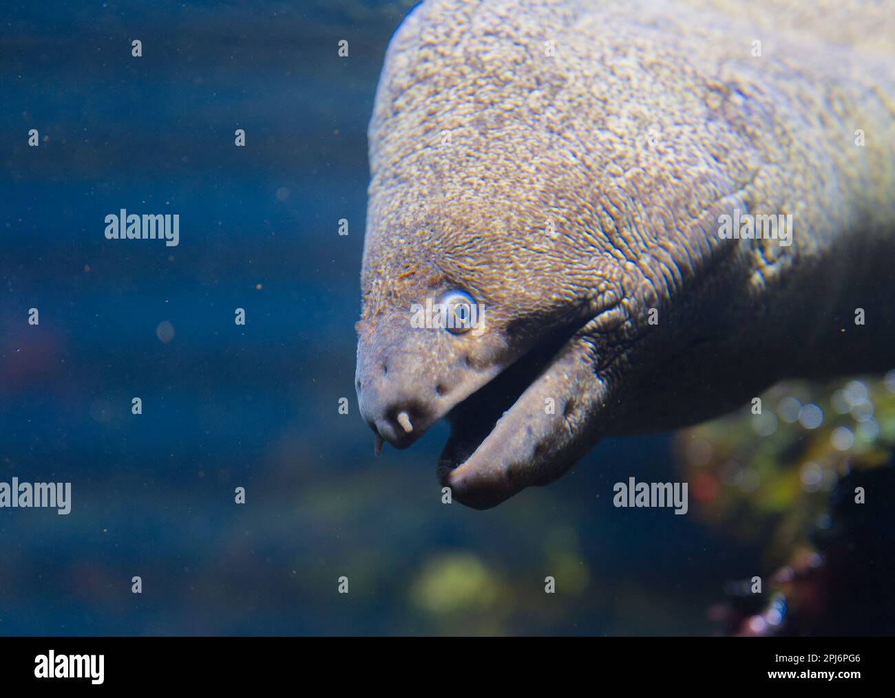 Moray Aal oder Muraenidae Fischköpfe mit detailliertem Blick auf die Unterwasserwelt Stockfoto