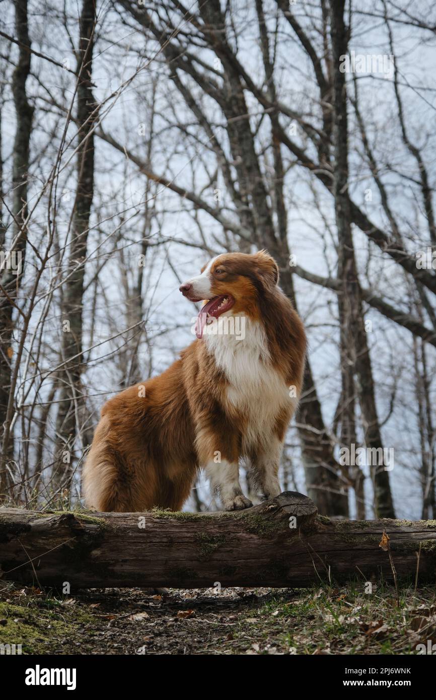 Der braune australische Schäferhund steht mit seinen vorderen Pfoten auf dem Baumstamm und lächelt mit herausragender Zunge. Vorderansicht. Konzept Haustier aktiv und fröhlich Stockfoto