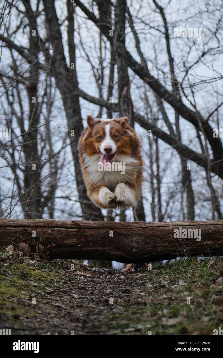 Begutachten Sie Haustiere aktiv und haben Sie Spaß im Wald im Frühling. Brauner australischer Schäferhund mit weißem Maulkorb läuft schnell vorwärts Stockfoto