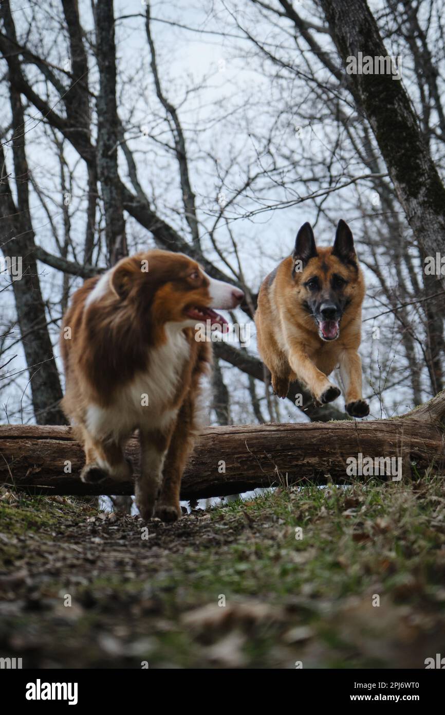 Begutachten Sie Haustiere aktiv und haben Sie Spaß im Wald im Frühling. Der Schäferhund rennt schnell vorwärts und springt über den Baumstamm. Zwei energiegeladene Hunde auf w Stockfoto