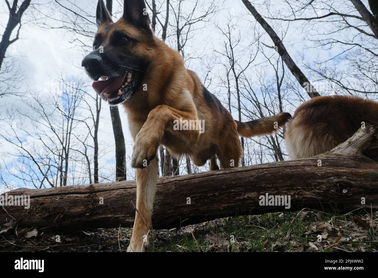 Begutachten Sie Haustiere aktiv und haben Sie Spaß im Wald im Frühling. Deutscher Hirte rennt schnell vorwärts und springt über einen stumpfen, energiegeladenen Hund auf dem Weg. Stockfoto