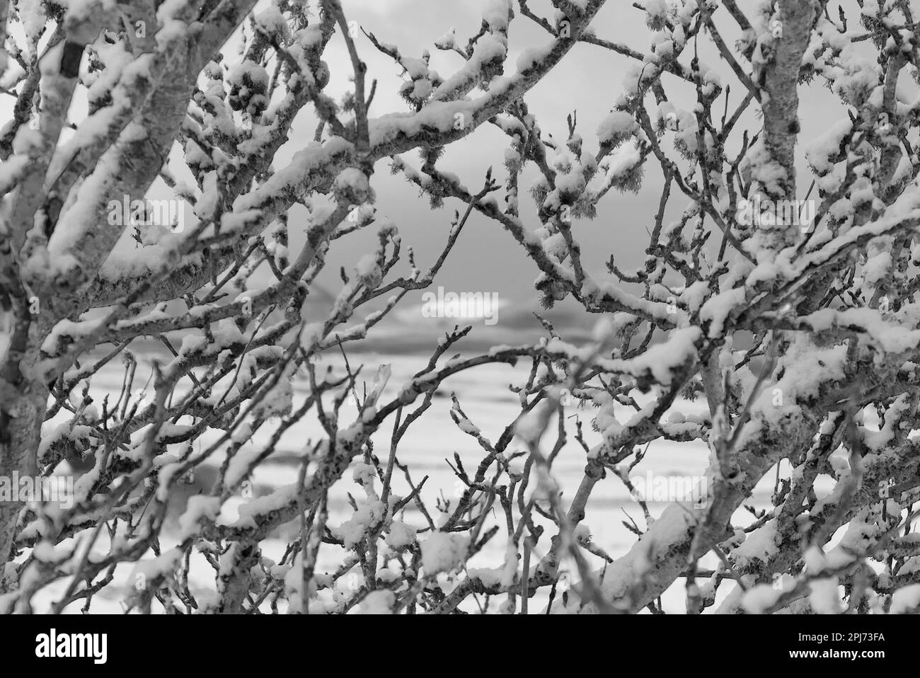 Schnee auf Baumzweigen, Orkney Isles Stockfoto