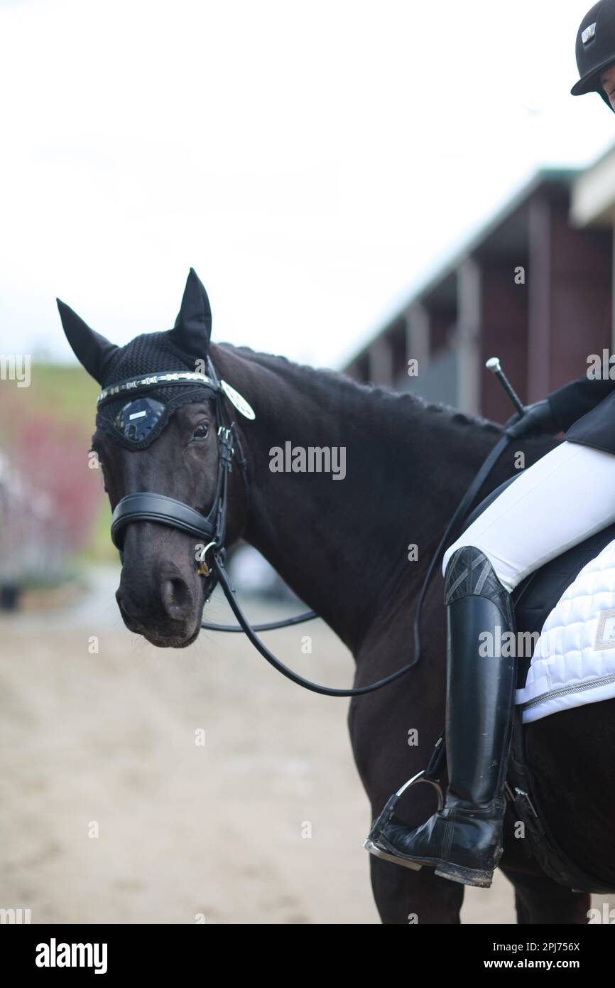 Schwarzes Dressurpferd vor der Show, mit Haube Stockfoto