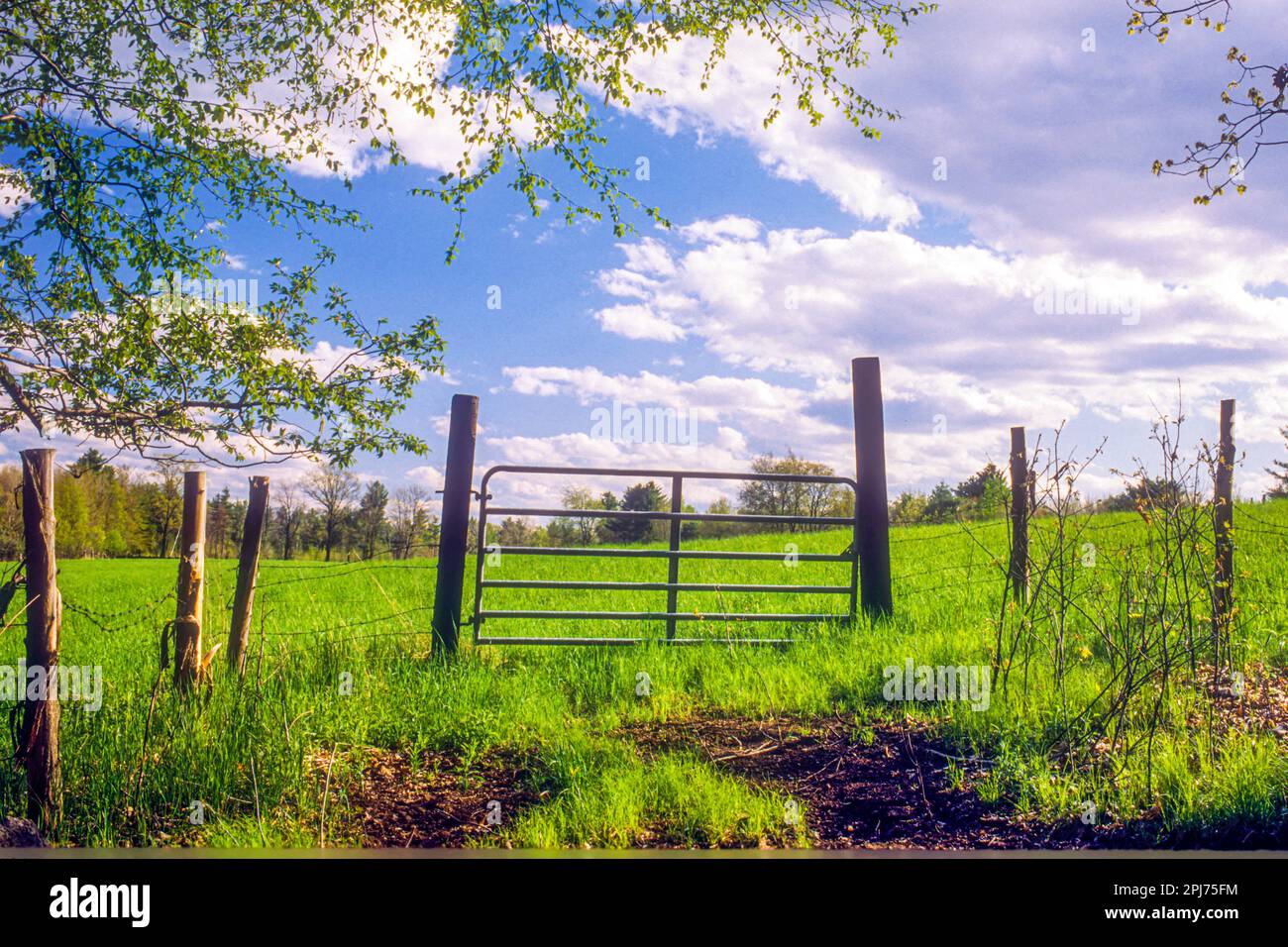 Ein Feld auf einem Bauernhof in einer Kleinstadt in Massachusetts Stockfoto