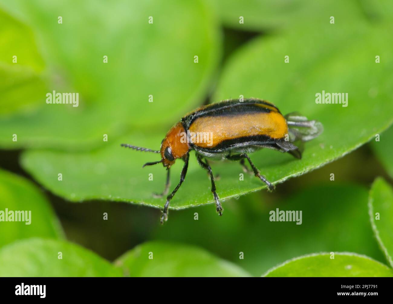 Tonfarbener Blattkäfer (Anomoea laticlavia) auf Kleeblatt. Die Region stammt aus Mittel- und Osteuropa der USA und wird auch als Persimonkäfer bezeichnet. Stockfoto