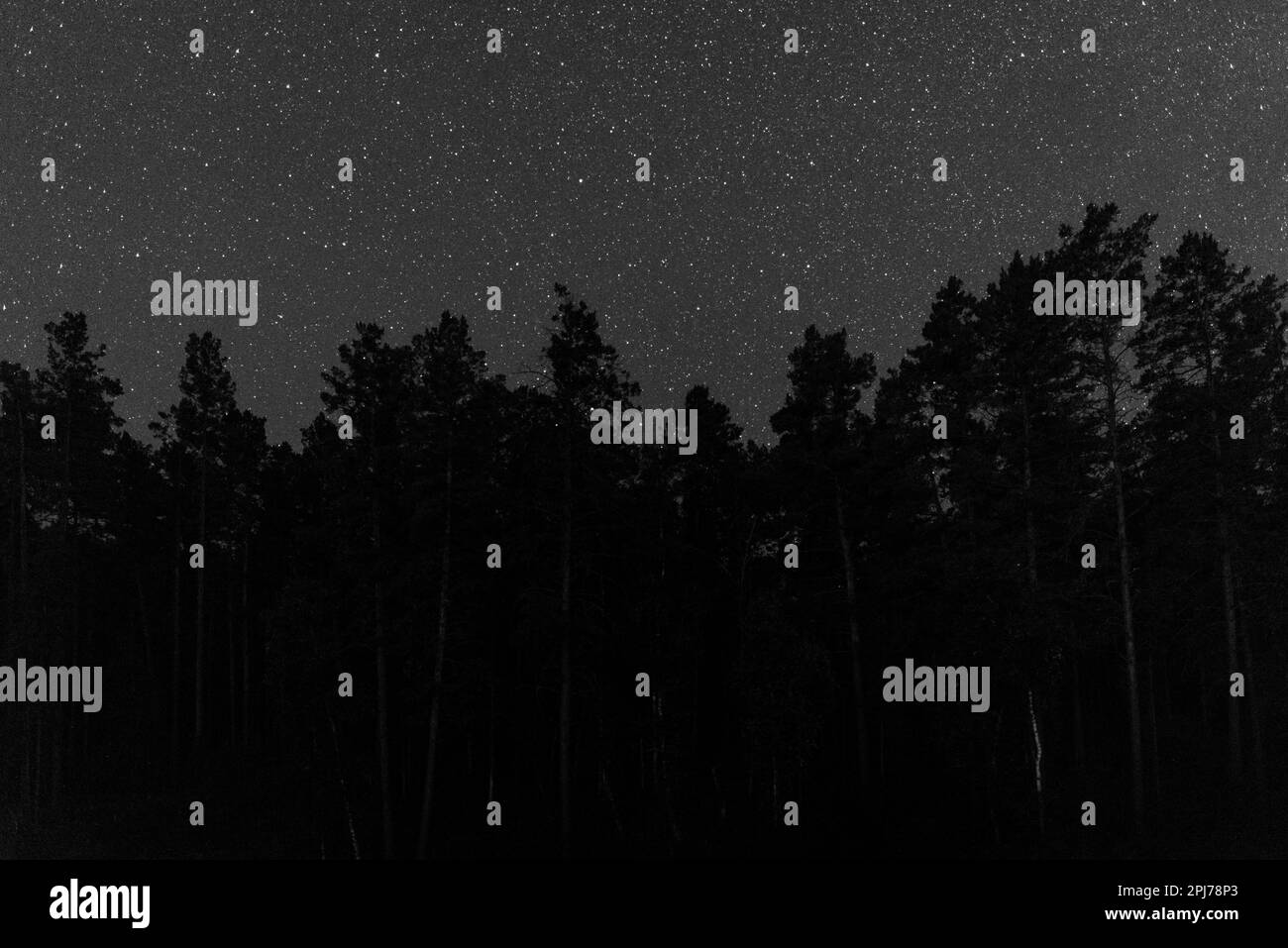 Leuchtende Sterne am dunklen Himmel auf den Silhouetten der Bäume Stockfoto