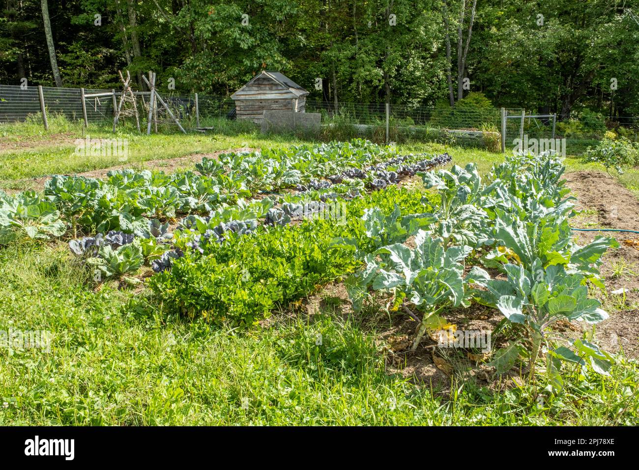 Ein Garten im Süden von New Hampshire Stockfoto
