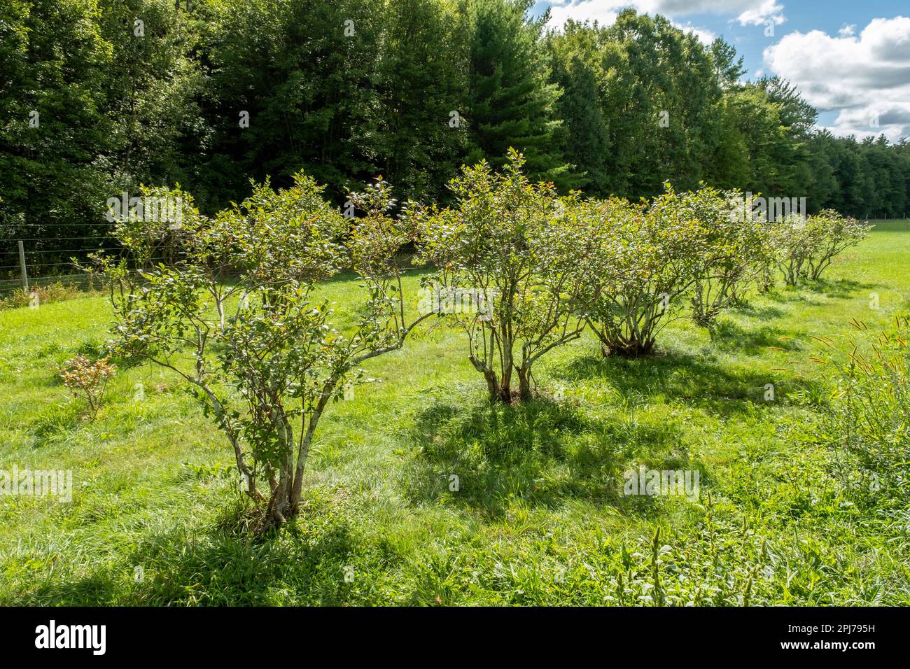 Ein Garten im Süden von New Hampshire Stockfoto