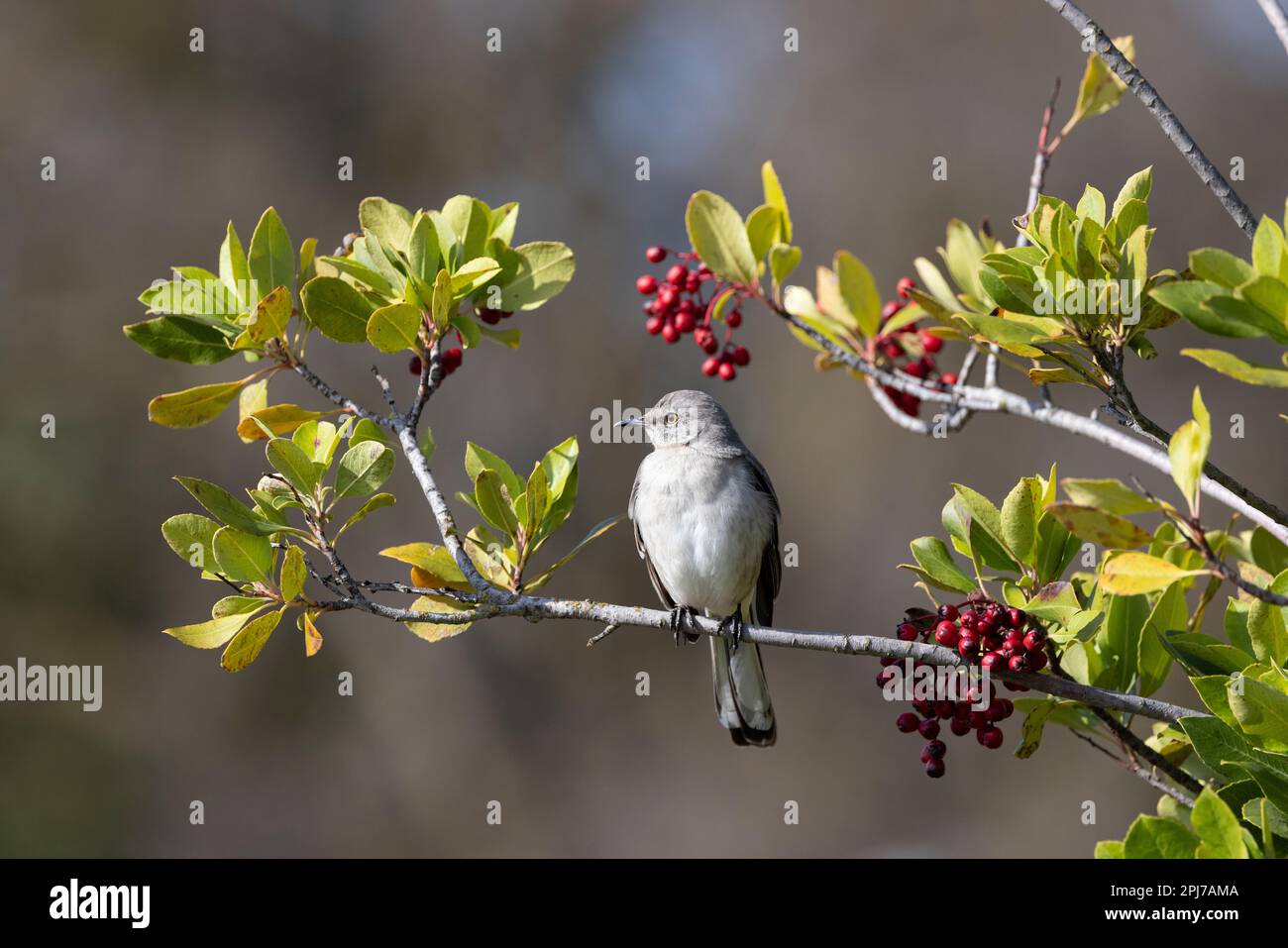 Northern Mockingbird, Mimus polyglottos Stockfoto