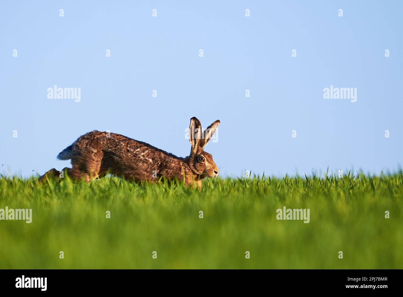 Hasen auf der Wiese (Lepus europaeus) Stockfoto