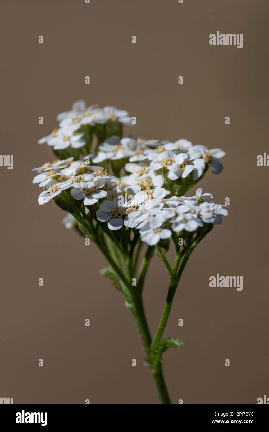 Gemeiner Yarrow, Achillea millefolium Stockfoto