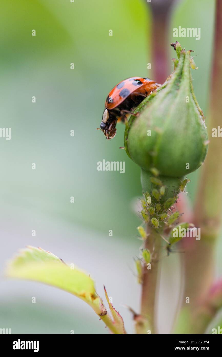 Ein Marienkäfer sitzt auf den Knospen einer Rose und isst Blattläuse. Stockfoto