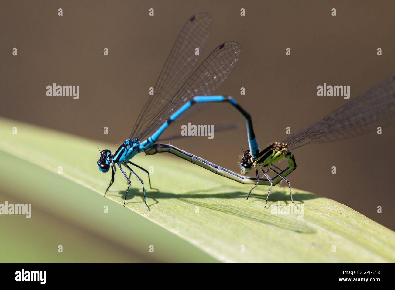 Zwei schlanke Libellen sitzen auf einem Blatt und paaren sich. Stockfoto