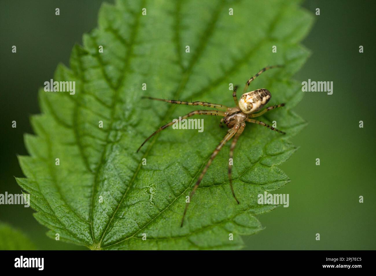 Eine Spinne sitzt auf einem grünen Blatt. Stockfoto