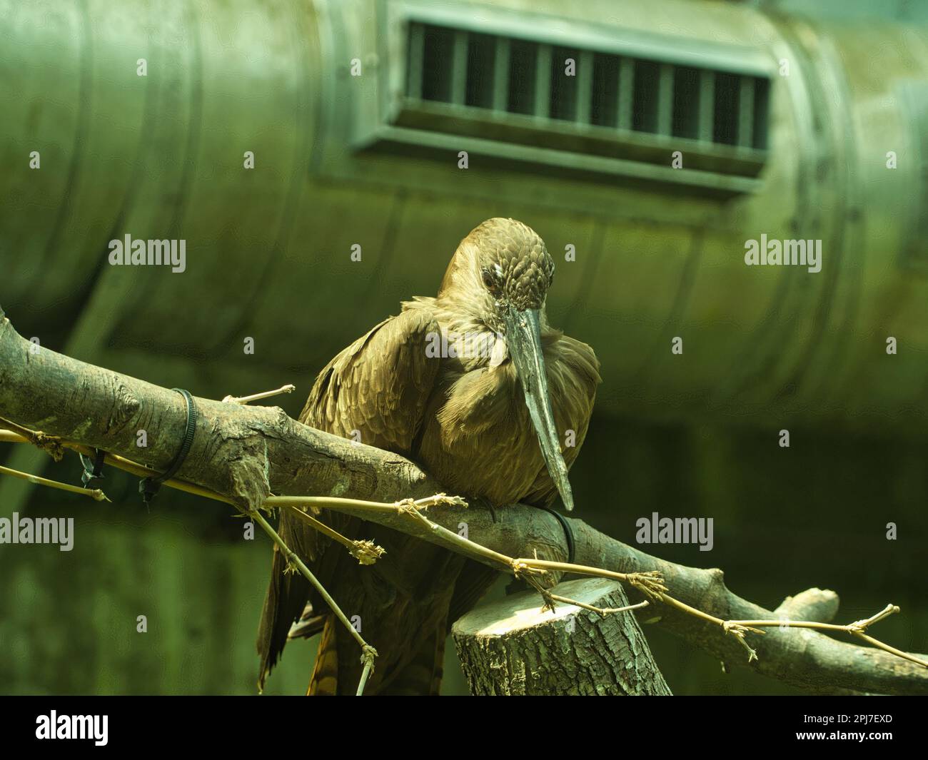 Hamerkop Scopus umbrette hoch oben auf einem Zweig der tropischen Gegend im Topeka Zoo Stockfoto