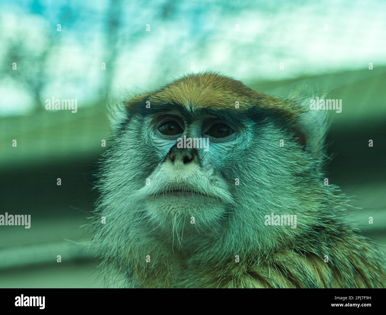 Dieser Patas-Affe hielt für ein Porträt im Topeka Zoo. Nahaufnahme der animierten Ausdrücke dieses pelzigen Primaten. Stockfoto