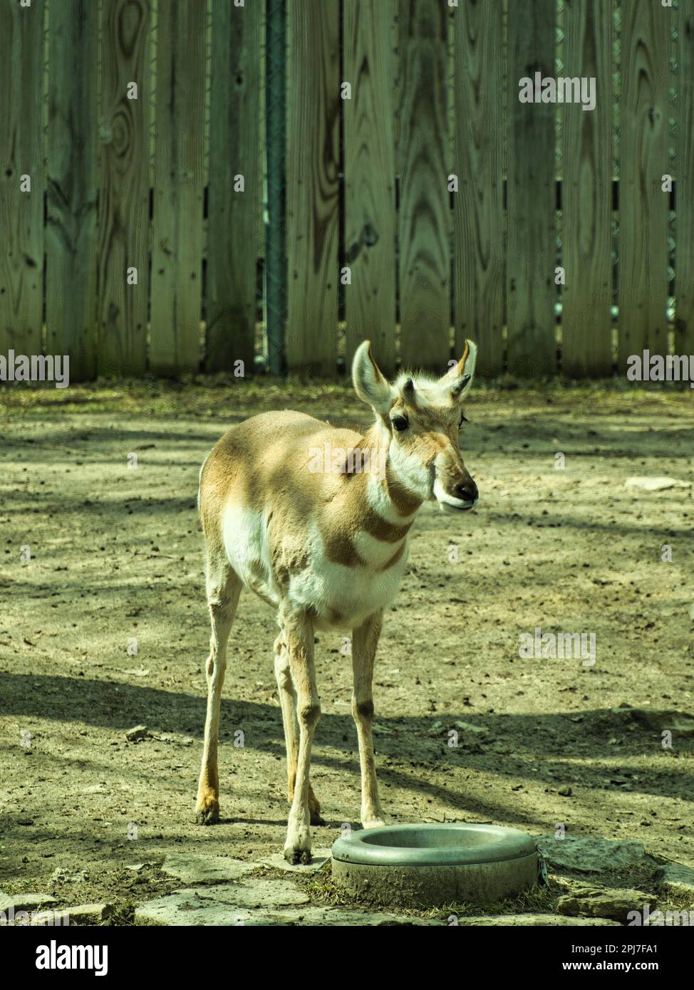 North American Pronghorn im Topeka Zoo. Das sind die zweitschnellsten Landsäugetiere der Welt. Stockfoto