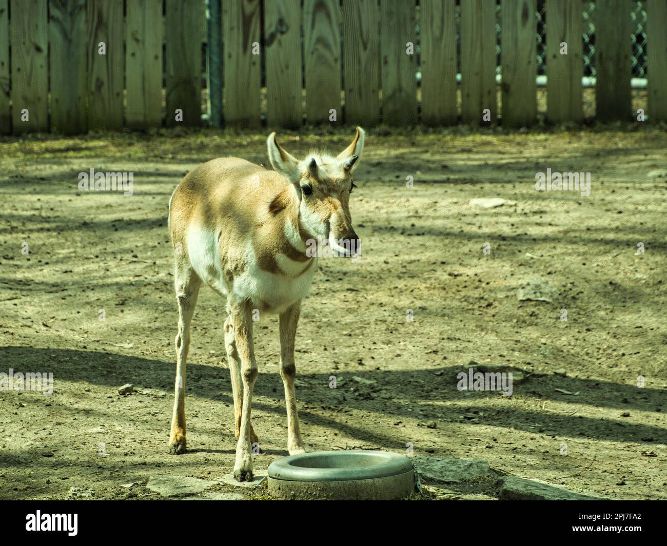 North American Pronghorn im Topeka Zoo. Das sind die zweitschnellsten Landsäugetiere der Welt. Stockfoto