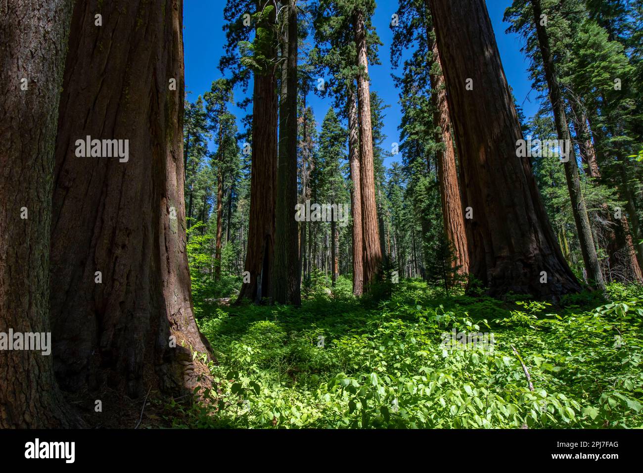 Riesensequioa, Sequoiadendron giganteum Stockfoto