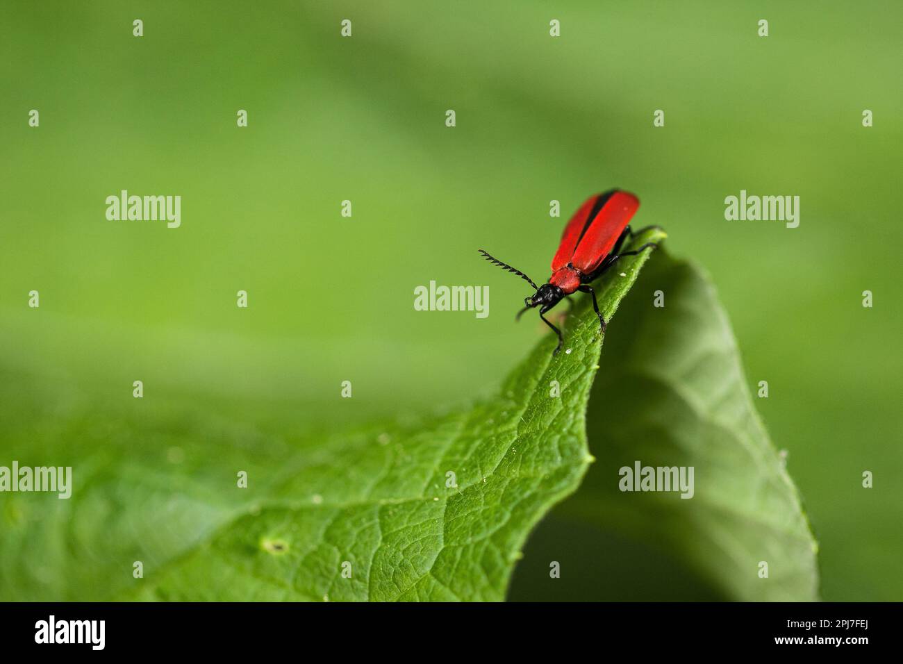 Der auffällige feuerfarbene Käfer sitzt auf der Wölbung eines grünen Blatts. Stockfoto