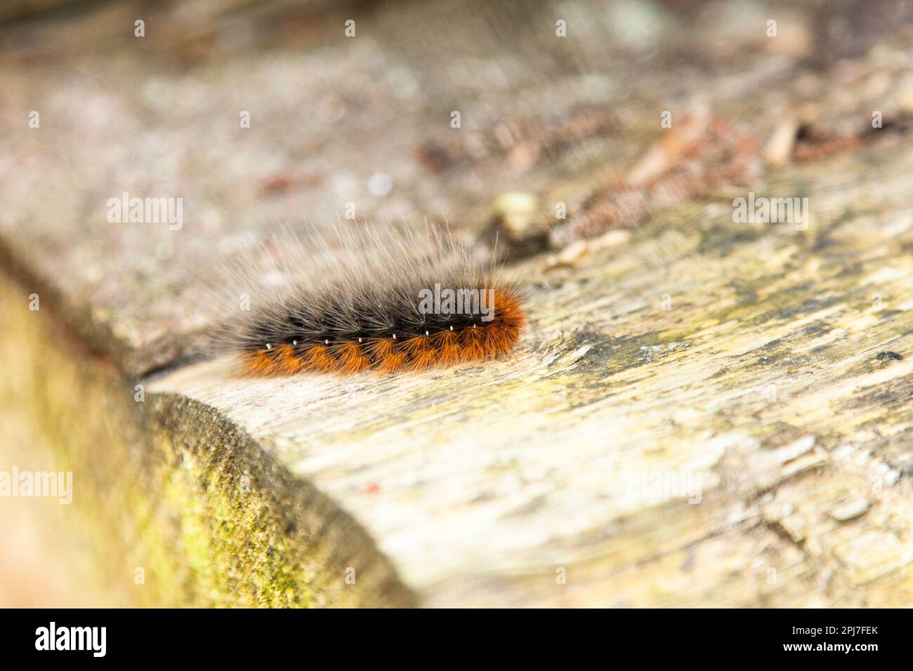 Die farbenfrohe Raupe der Garden Tiger Motte geht auf einer Holzplanke. Stockfoto