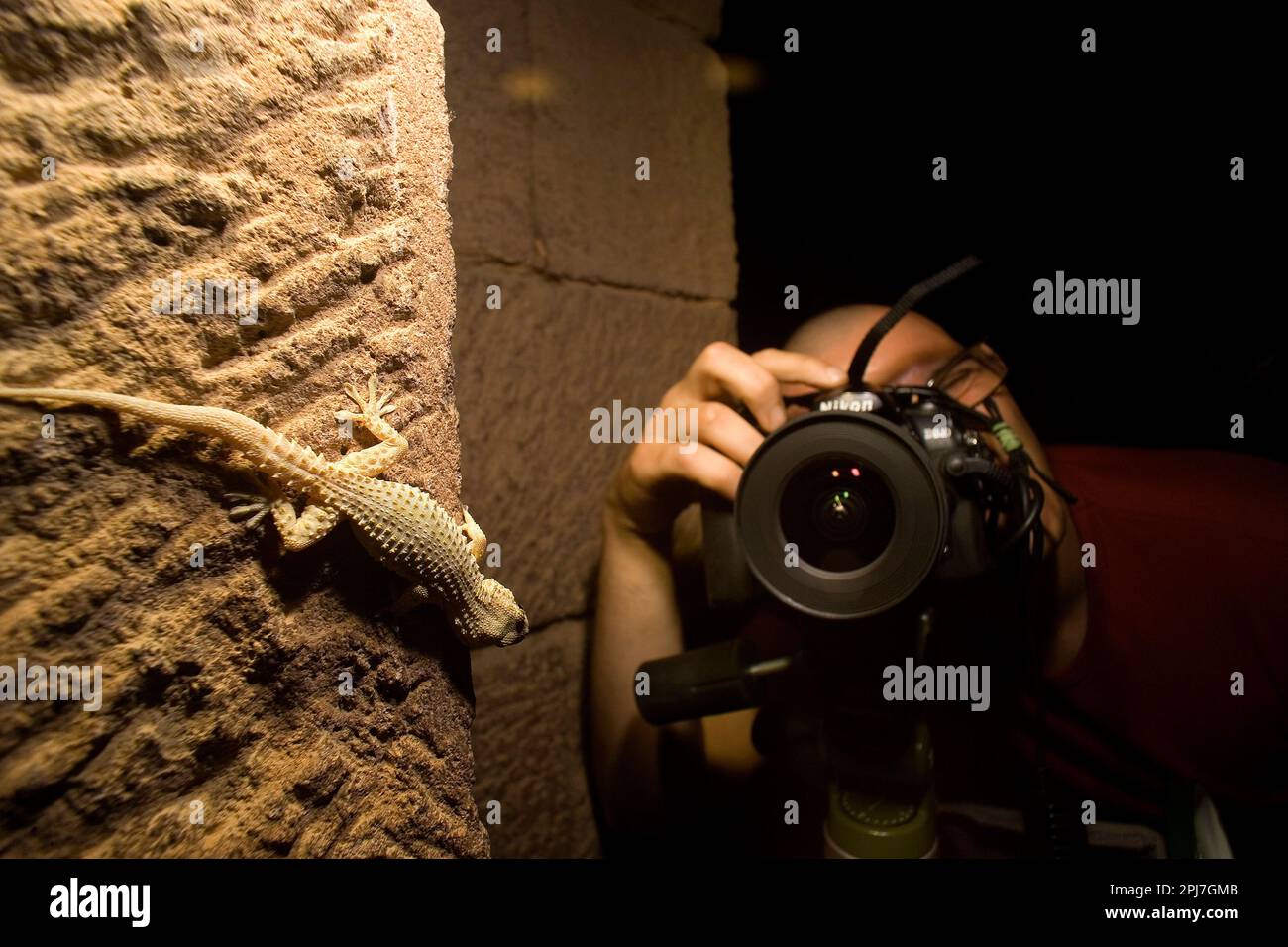 Tarantola o Platidattilo Muraiolo, Tarentola mauritanica, si può vedere su muri a secco, rovine, massi, dirupi, mucchi di legna, Sui muri e sotto le t Stockfoto