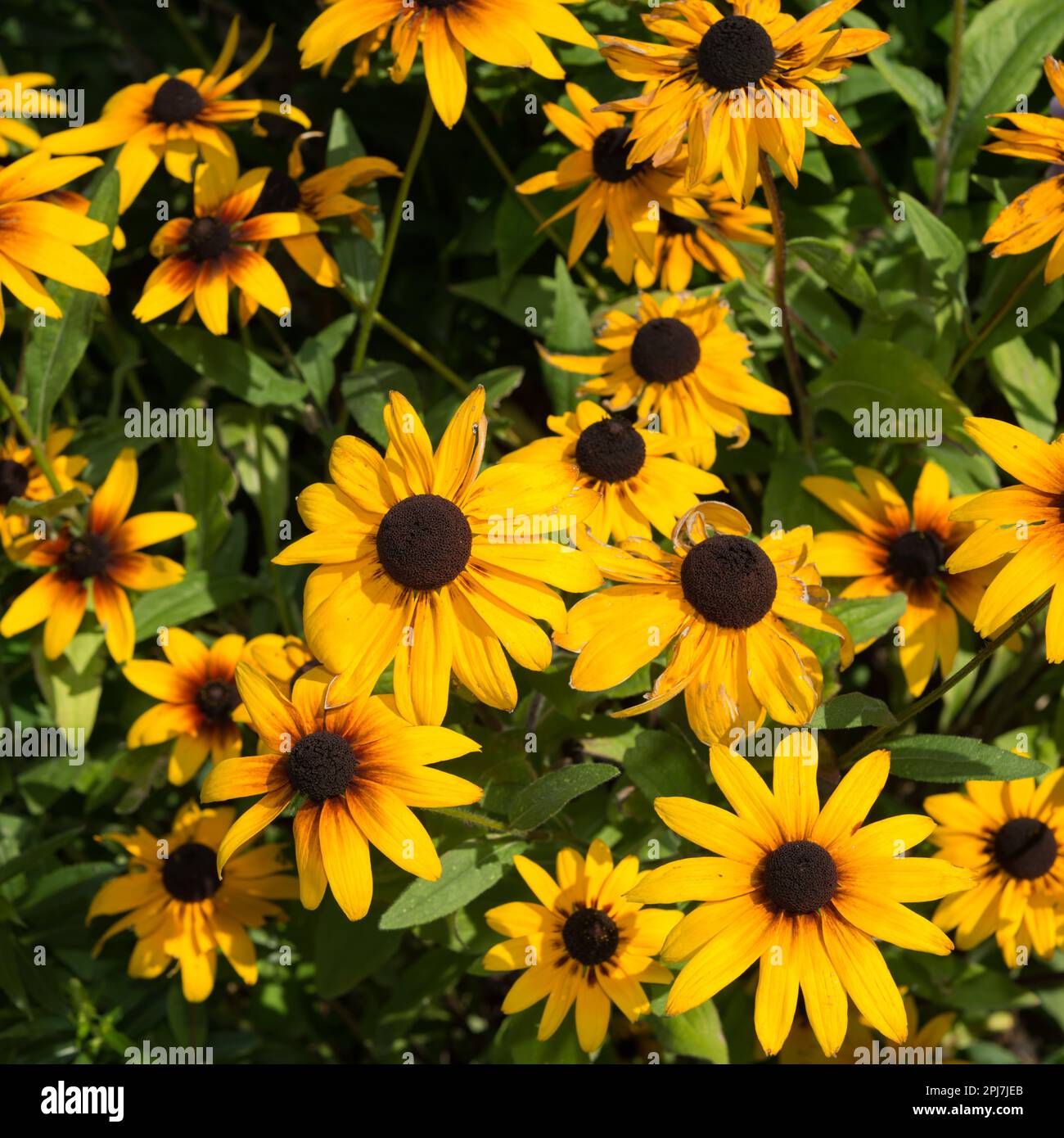 Viele Rudbeckien blühen in der Sonne Stockfoto