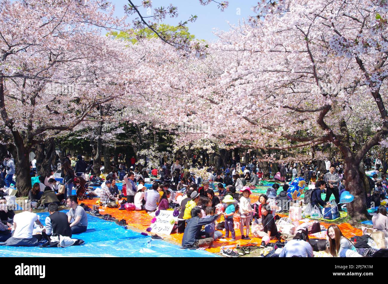 Kirschblüten-Hanami-Picknick in Tokio, Japan Stockfoto