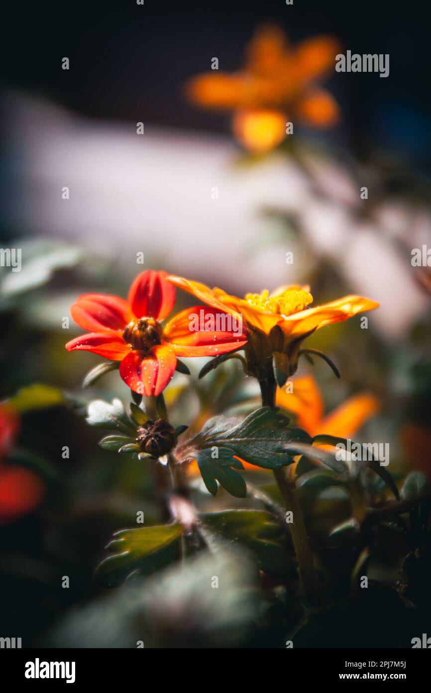 Naturfotografie - Blumen Stockfoto