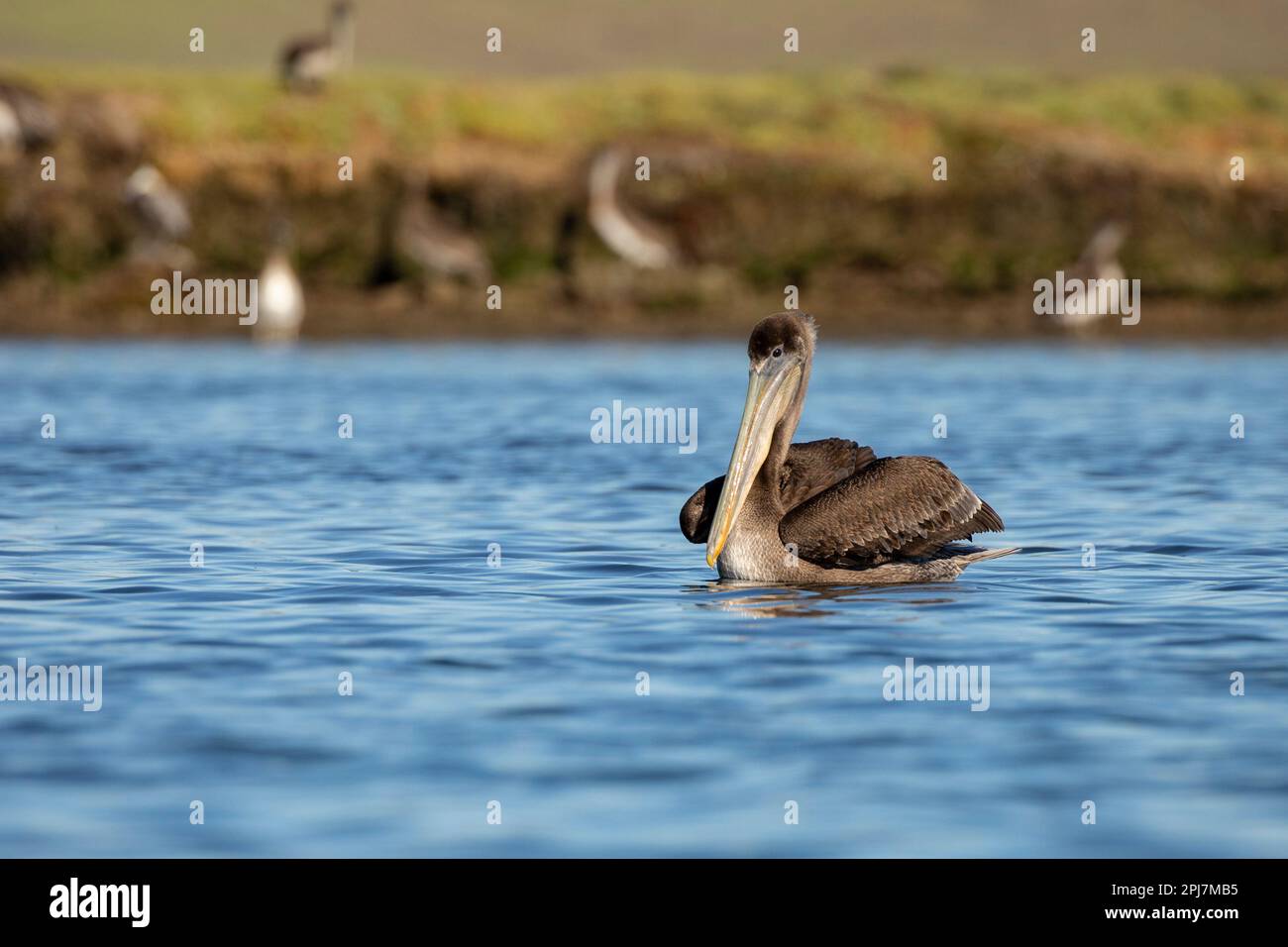 Brauner Pelikan in Nordkalifornien Stockfoto