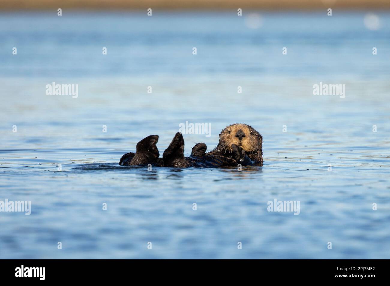 Seeotter in Nordkalifornien Stockfoto