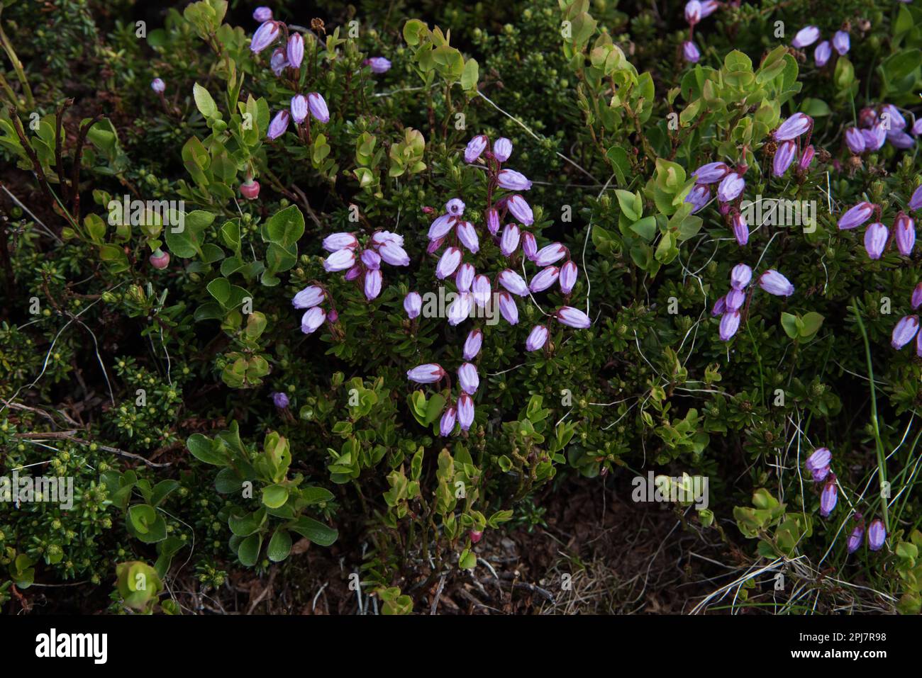 Blaue Heide blüht in der Nähe von Langevatnet in einem etwa 1000 Meter hohen Hochland in Westnorwegen. Stockfoto