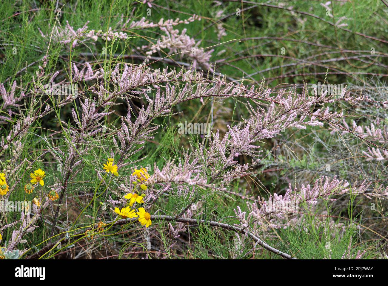Salzwedar oder Tamarix ramosissima und brüchige Bürste in Blüte auf der Uferfarm in Arizona. Stockfoto