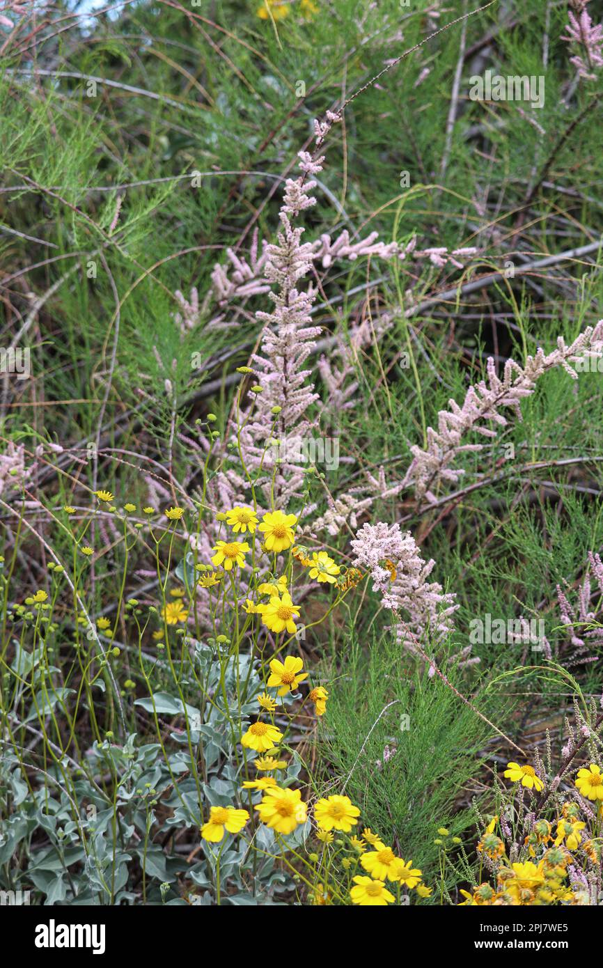 Salzwedar oder Tamarix ramosissima und spröde Bürste oder Encelia farinosa in Blüte auf der Uferfarm in Arizona. Stockfoto