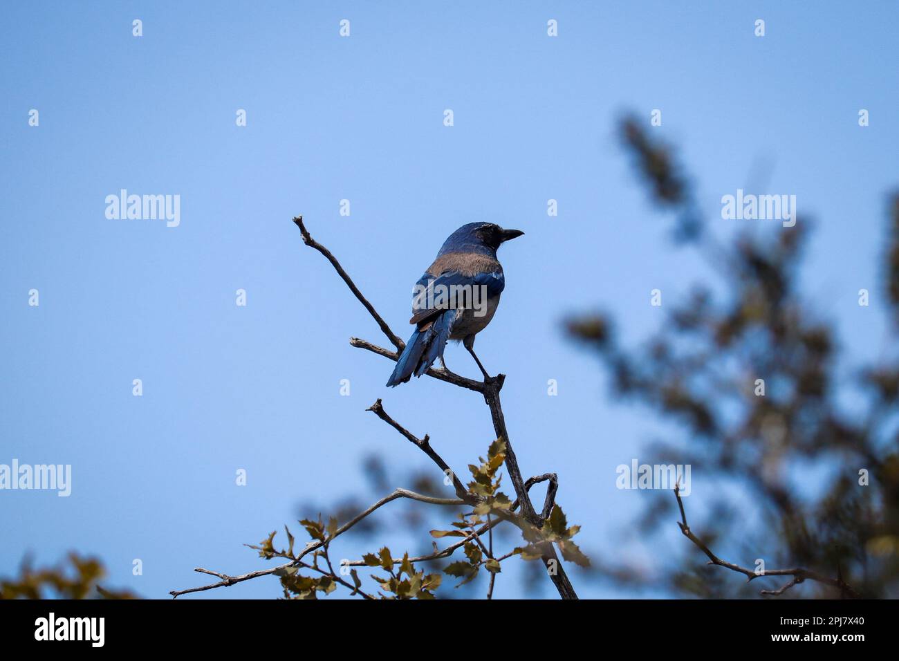 WESTERN Scrub jay oder Aphelocoma californica auf einem kleinen Ast im Rumsey Park in Payson, Arizona. Stockfoto