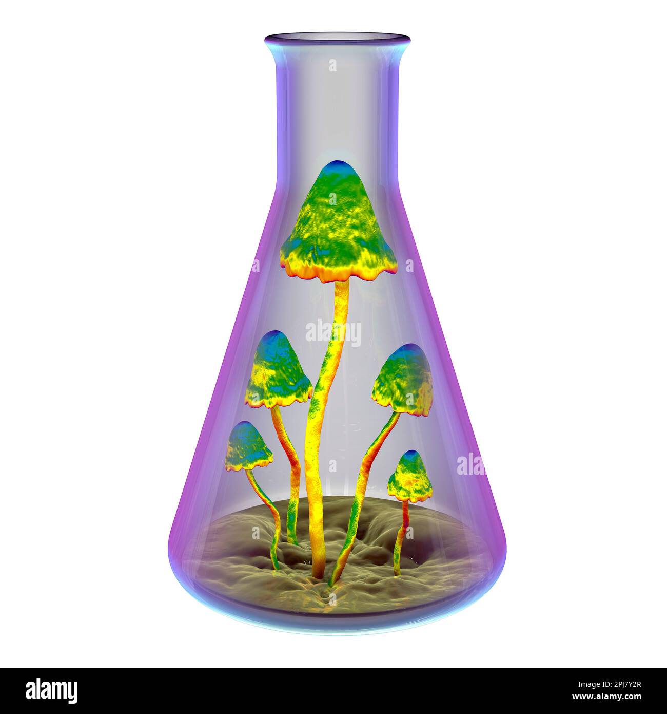 Pilze wachsen im Labor, konzeptionelle Illustration Stockfoto
