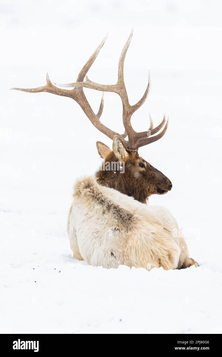 Ein Bullenwapfel ruht im Schnee, während leichter Schnee fällt. National Elk Refuge, Wyoming Stockfoto