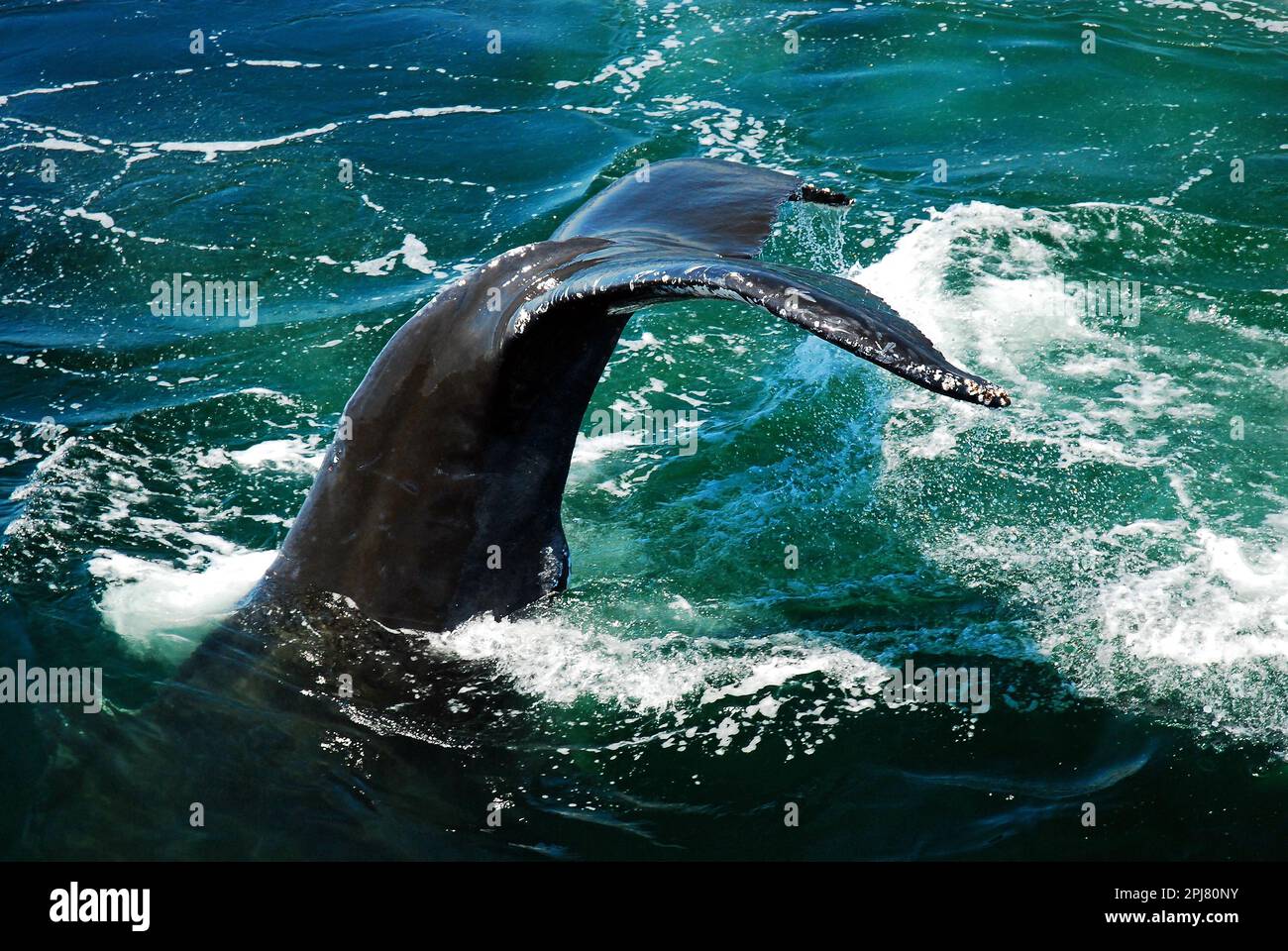 Der Schwanz eines Buckelwals bleibt über der Oberfläche des Ozeans, während er sich auf das Tauchen vorbereitet Stockfoto