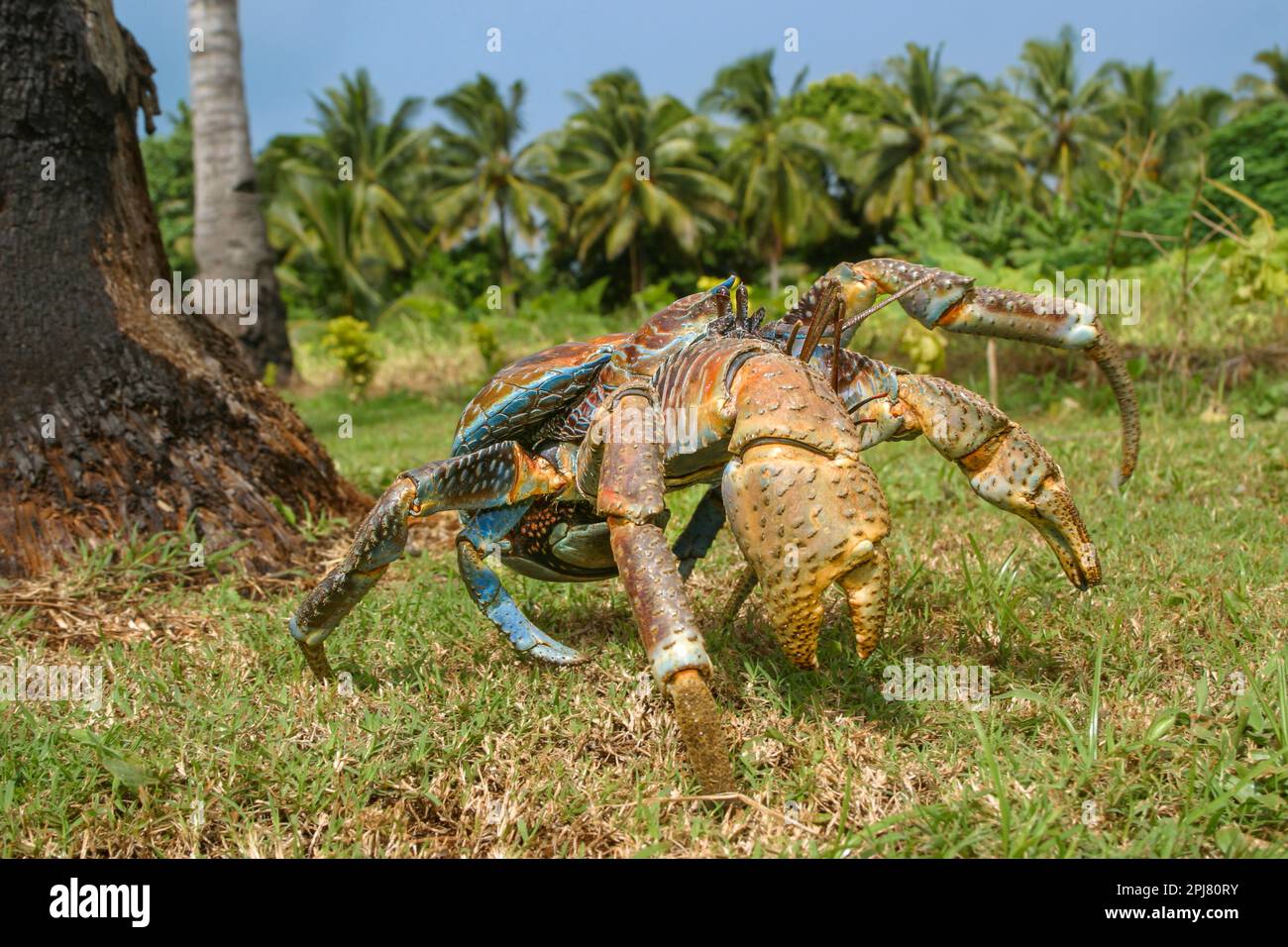 Das coconut Crab, Birgus latro, ist die grösste der Einsiedlerkrebs Familie erreichen so viel wie sechs Pfund. Die Jungen bewohnen die traditionelle shell Home Stockfoto