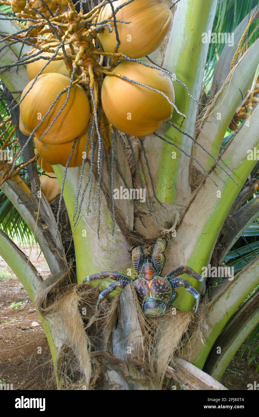 Das coconut Crab, Birgus latro, ist die grösste der Einsiedlerkrebs Familie erreichen so viel wie sechs Pfund. Die Jungen bewohnen die traditionelle shell Home Stockfoto