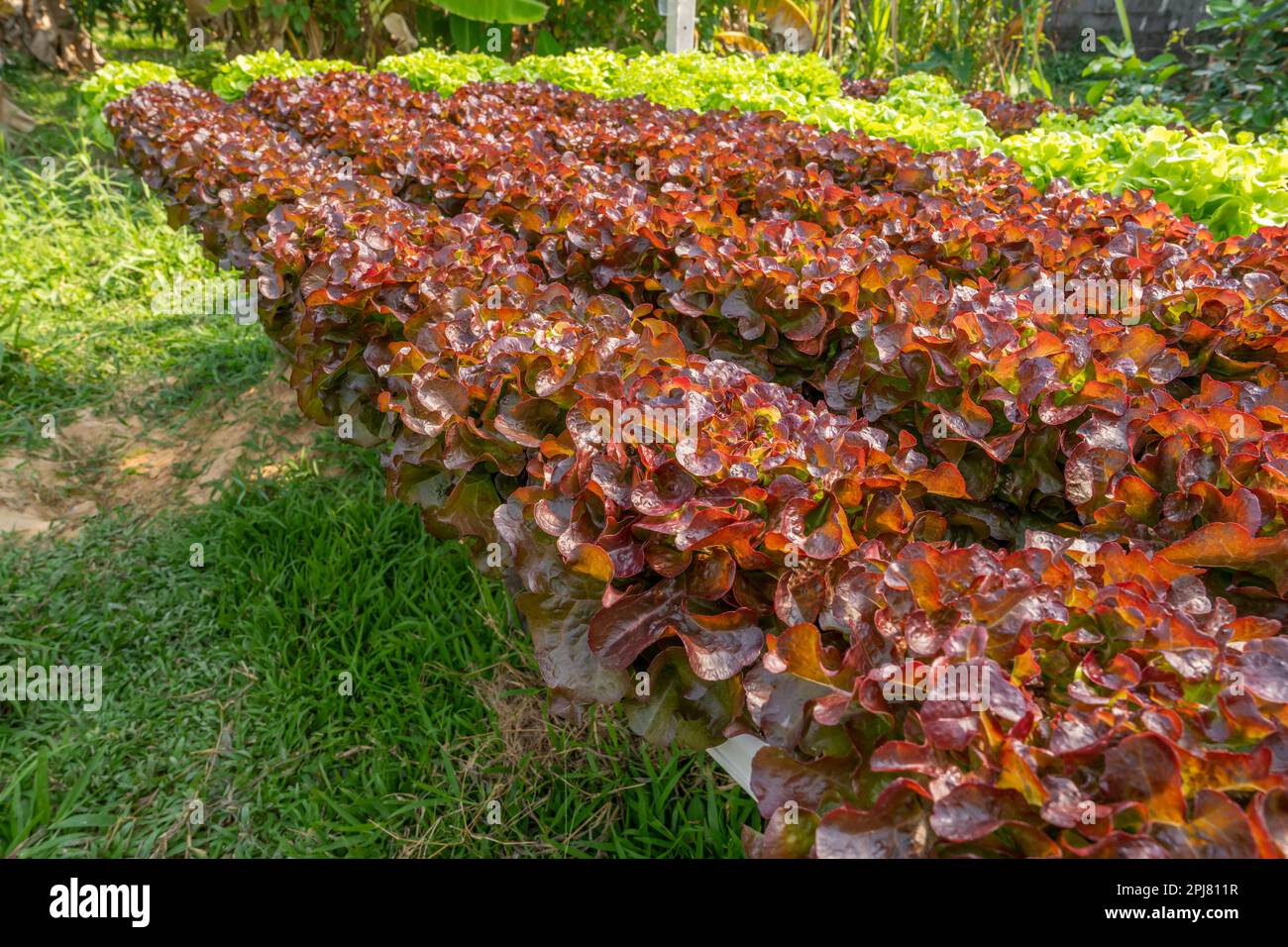 Nahaufnahme von Roteichensalat auf der Farm. Stockfoto