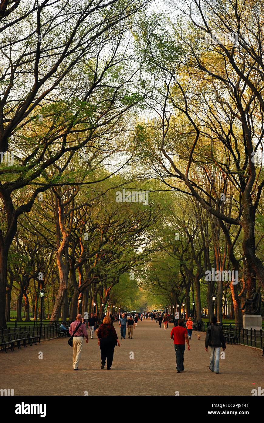 An einem frühen Frühlingstag spazieren die Leute durch die Mall im New York City Central Park inmitten der hohen, herrschaftlichen Ulmen Stockfoto
