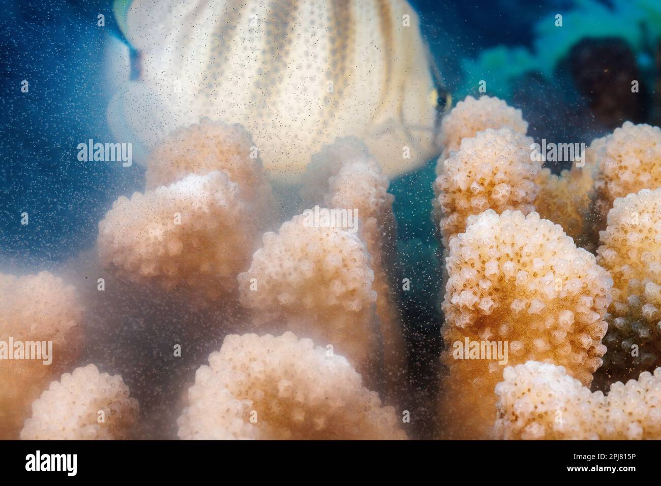 Ein Blick auf die laichende Blumenkohlkoralle, Pocillopora Meandrina, die sowohl Eier als auch Sperma kurz nach Sonnenaufgang in Hawaii in den offenen Ozean freisetzt. Ein Multiband b Stockfoto