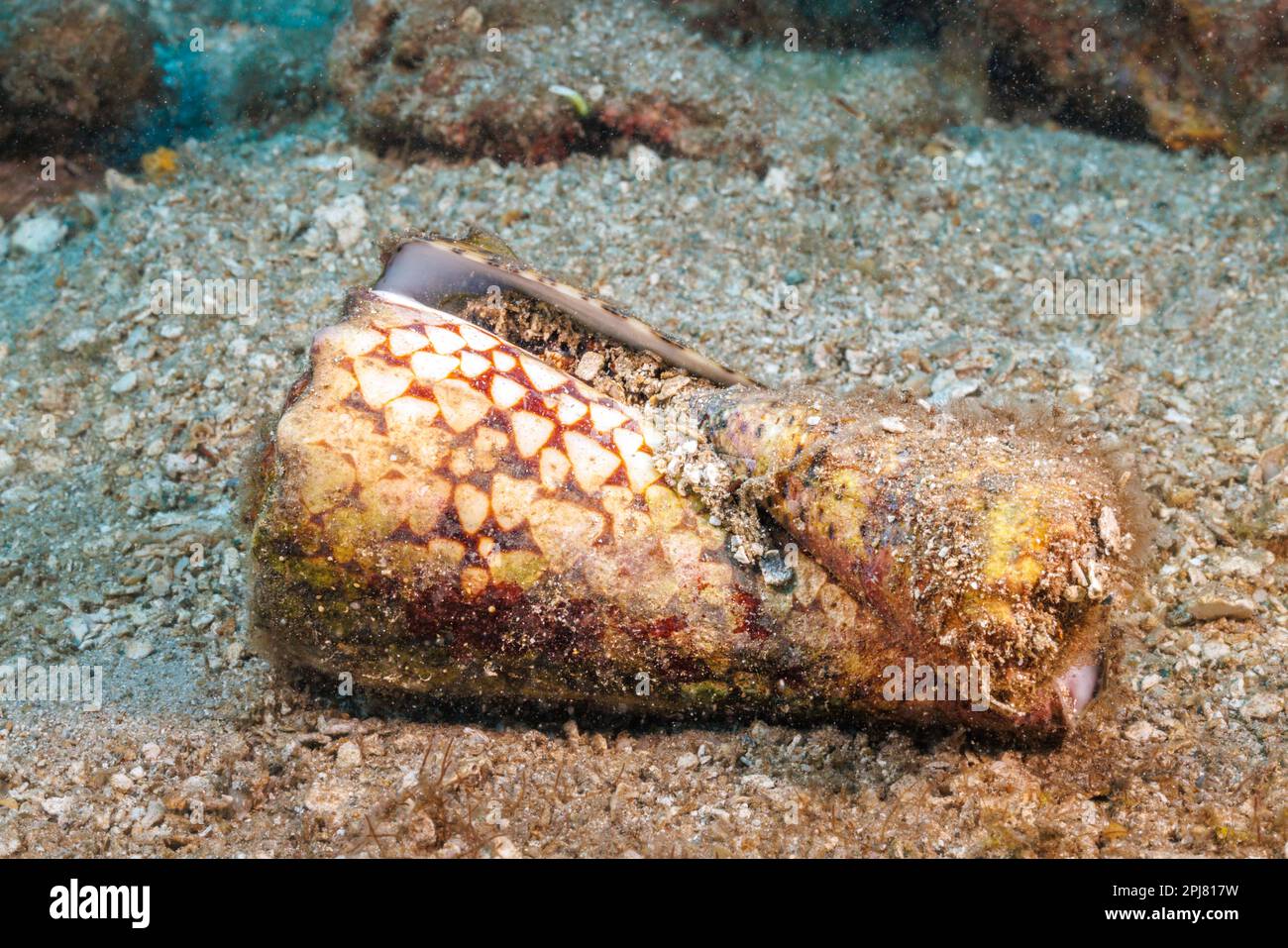 Marmorierte Konusmuschel, Conus marmoreus, der einen kaiserlichen Konus isst, Conus imperialis, Hawaii. Stockfoto